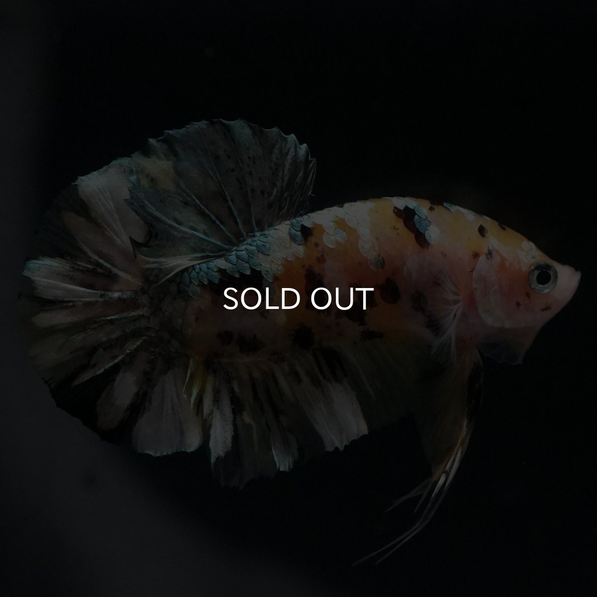 画像3: HMPK　イエローカッパー (3)