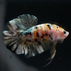 画像3: HMPK　イエローカッパー (3)