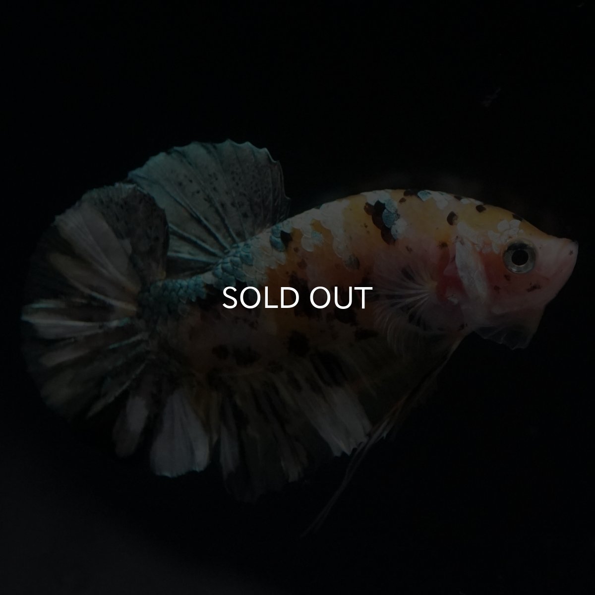 画像2: HMPK　イエローカッパー (2)