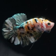 画像2: HMPK　イエローカッパー (2)