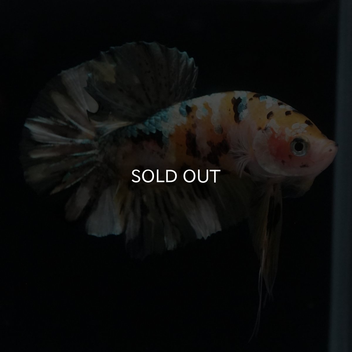 画像5: HMPK　イエローカッパー (5)