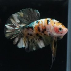 画像5: HMPK　イエローカッパー (5)