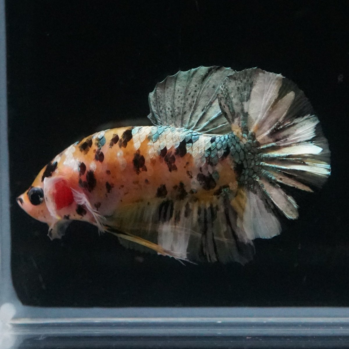 画像4: HMPK　イエローカッパー (4)