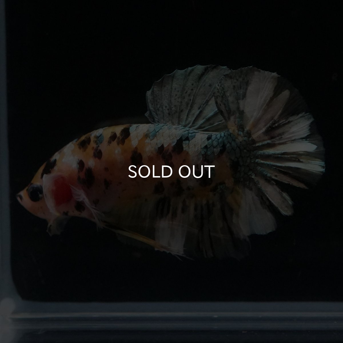 画像4: HMPK　イエローカッパー (4)