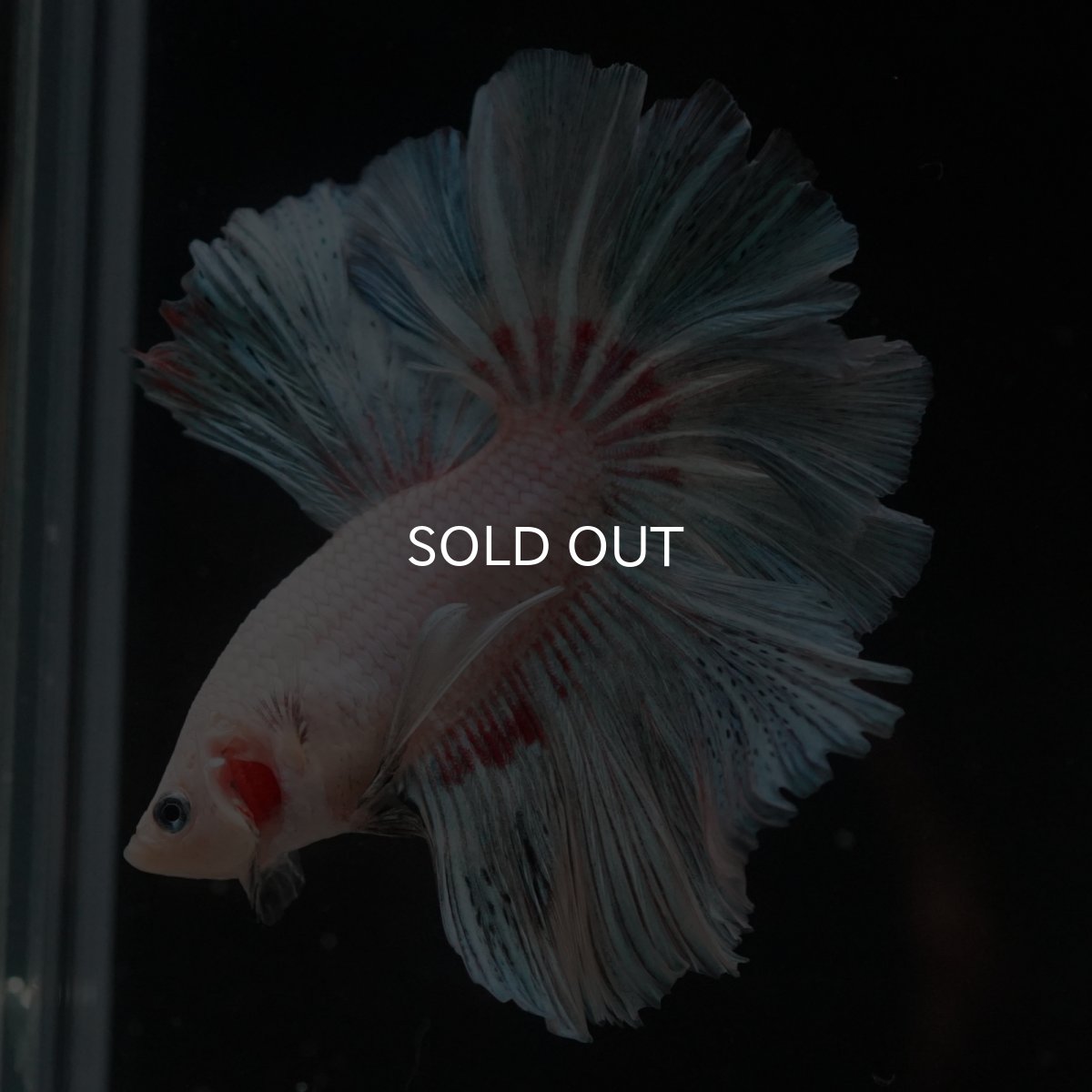 画像3: HM　ホワイトファンシー (3)