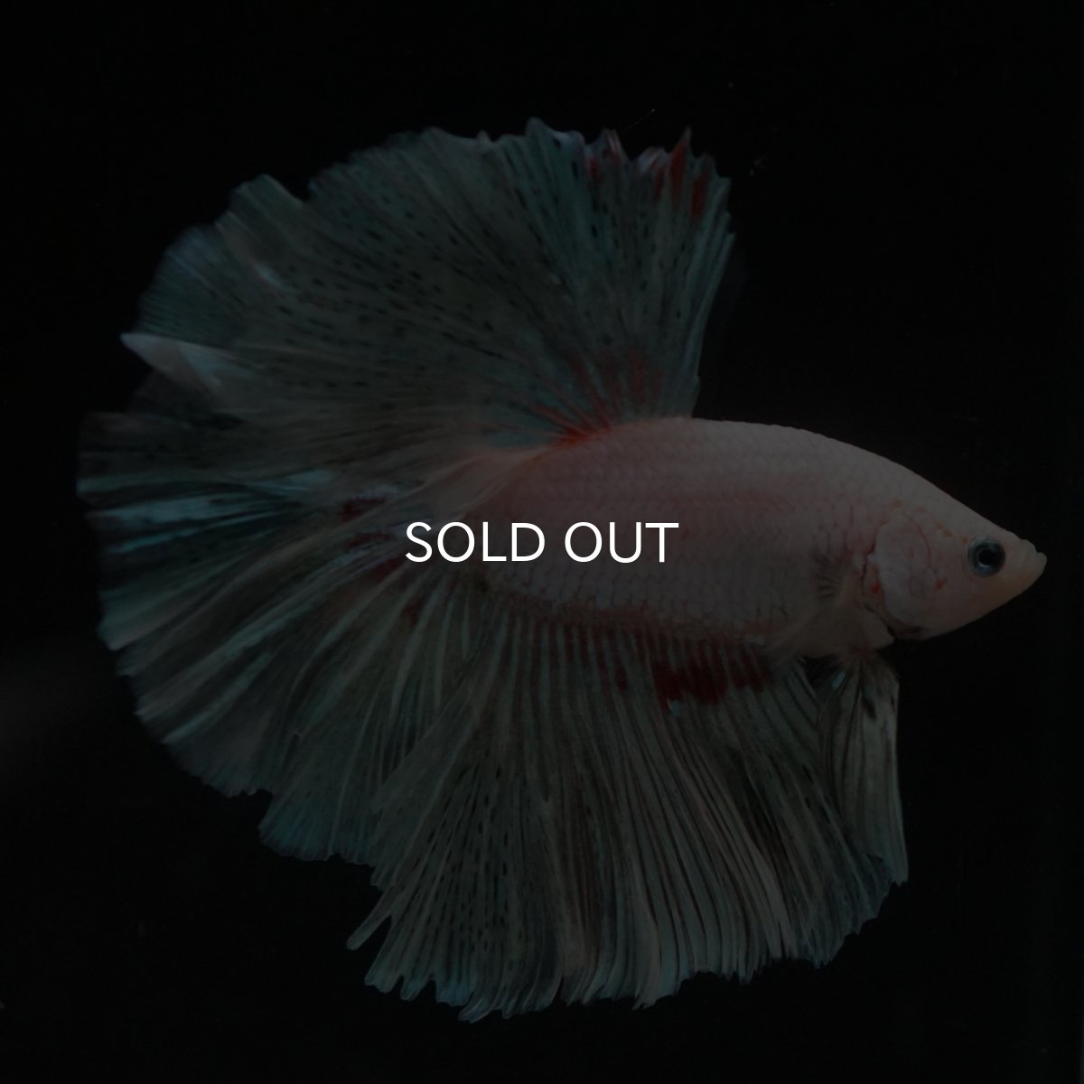 画像2: HM　ホワイトファンシー (2)