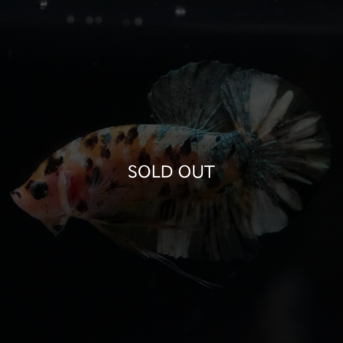 画像1: HMPK　イエローカッパー (1)