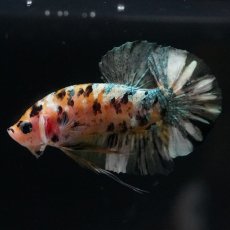 画像1: HMPK　イエローカッパー (1)