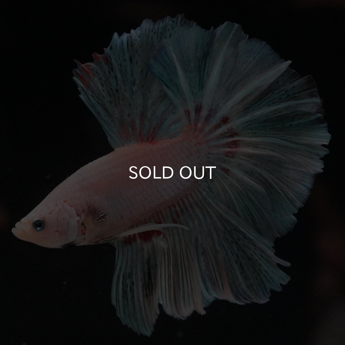 画像1: HM　ホワイトファンシー (1)