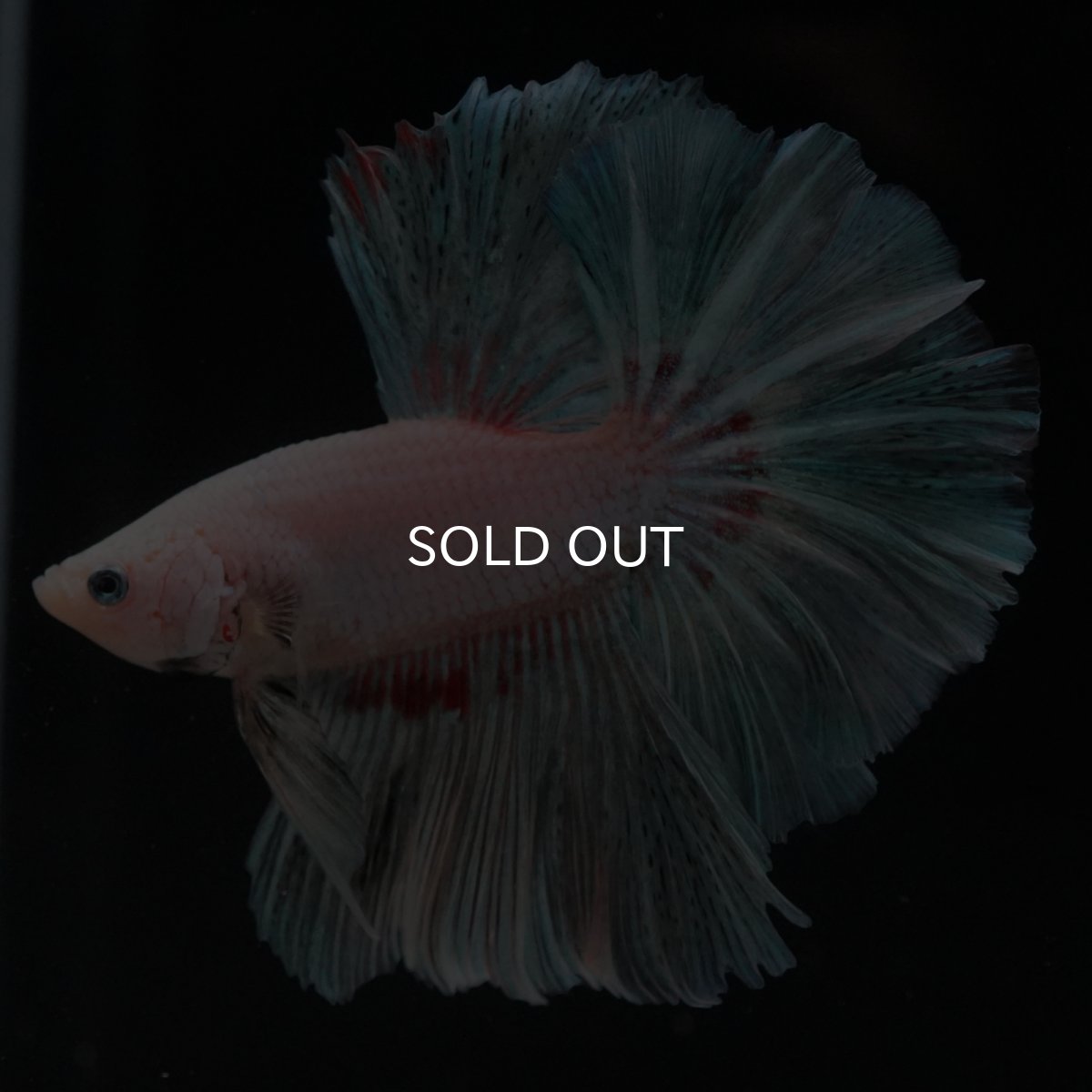 画像5: HM　ホワイトファンシー (5)