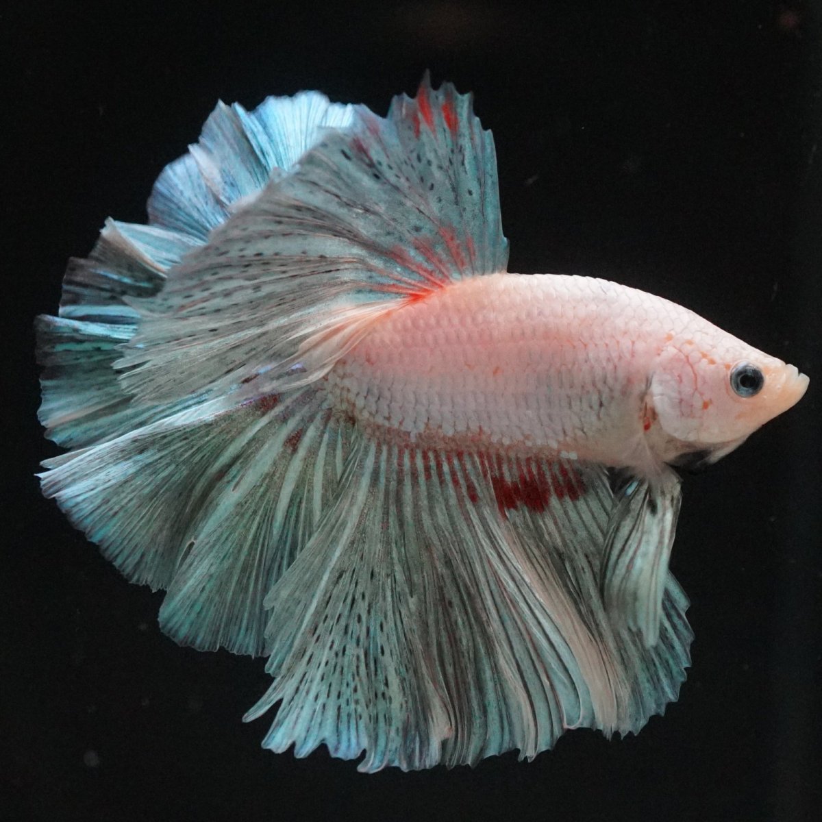 画像4: HM　ホワイトファンシー (4)