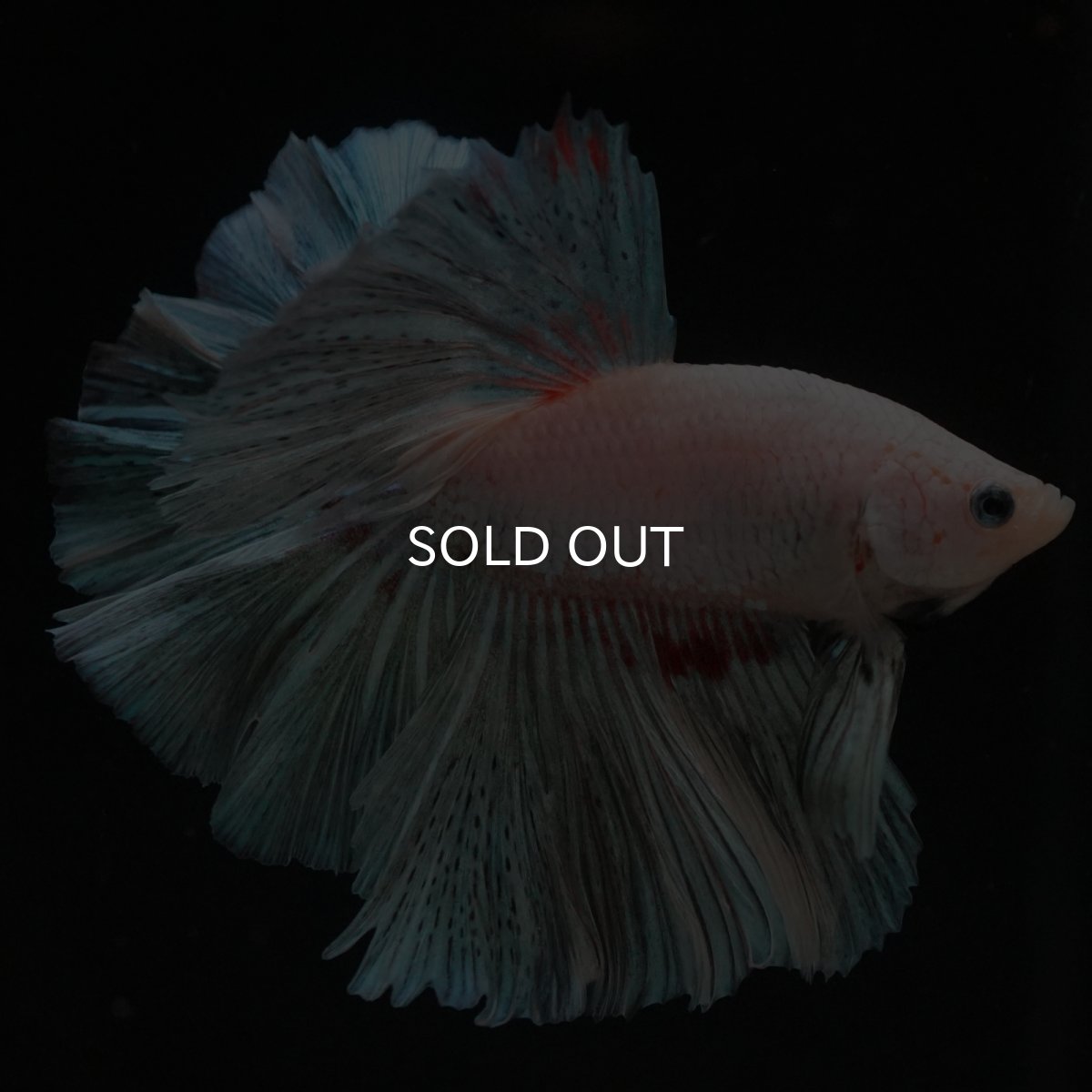 画像4: HM　ホワイトファンシー (4)