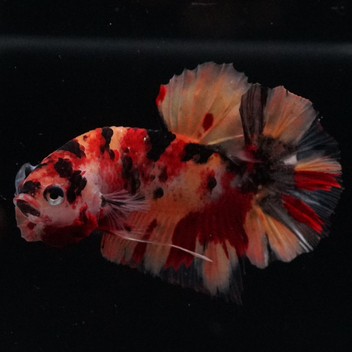 画像5: HMPK　キャンディ (5)