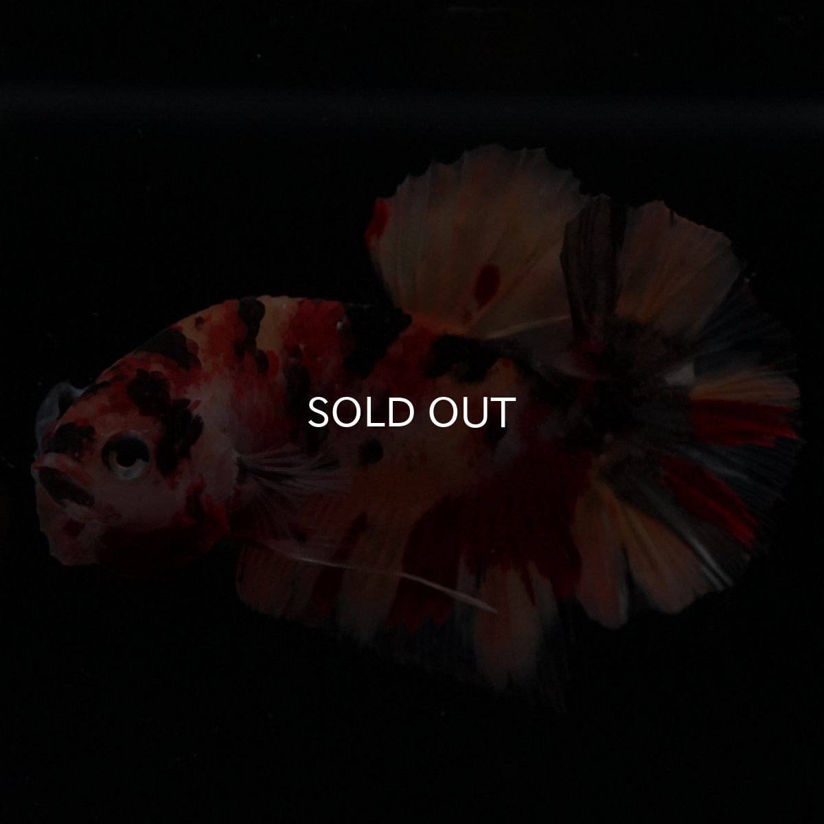 画像5: HMPK　キャンディ (5)