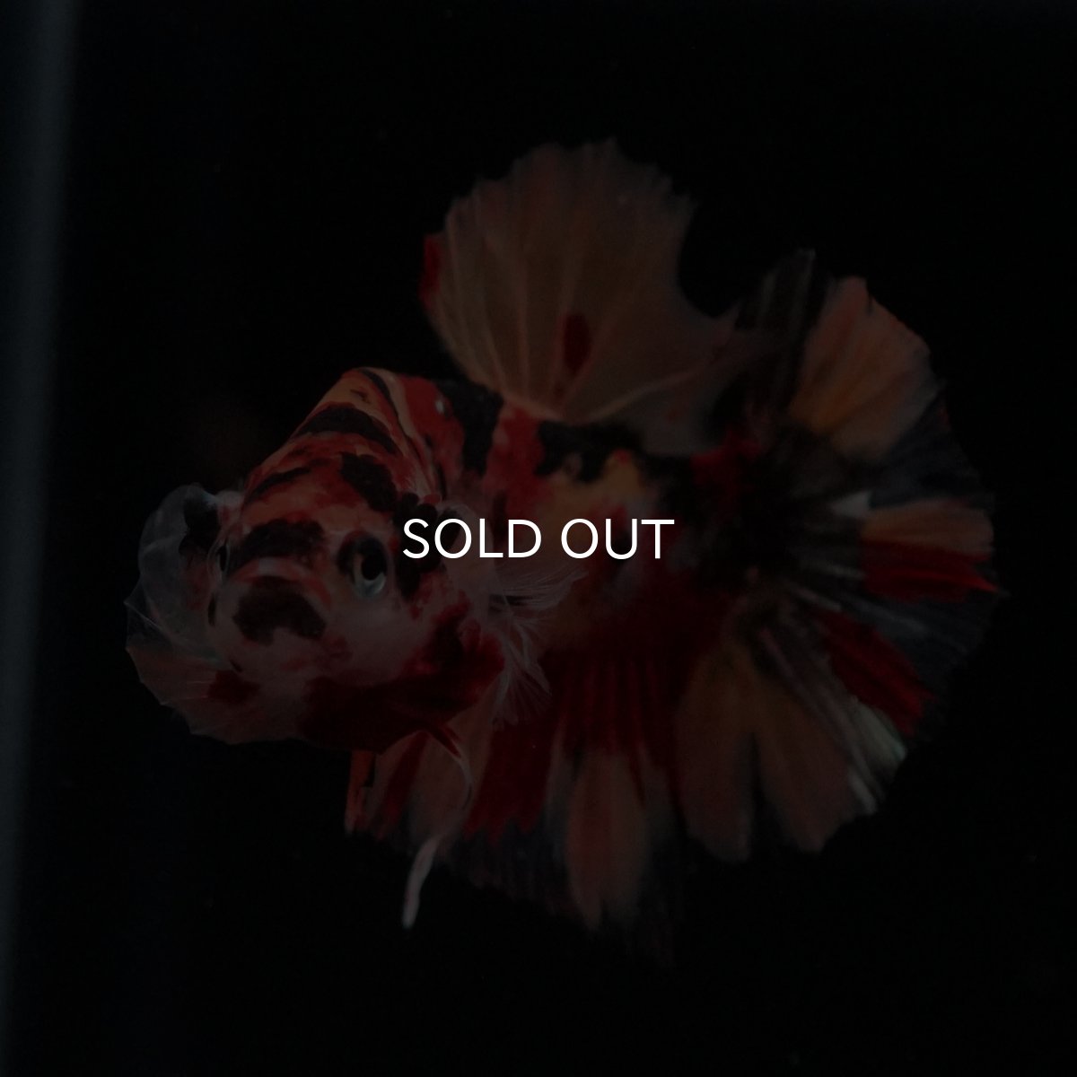 画像4: HMPK　キャンディ (4)