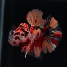 画像4: HMPK　キャンディ (4)