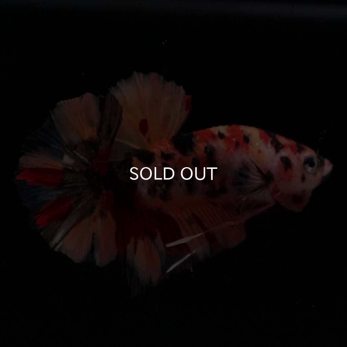 画像3: HMPK　キャンディ (3)