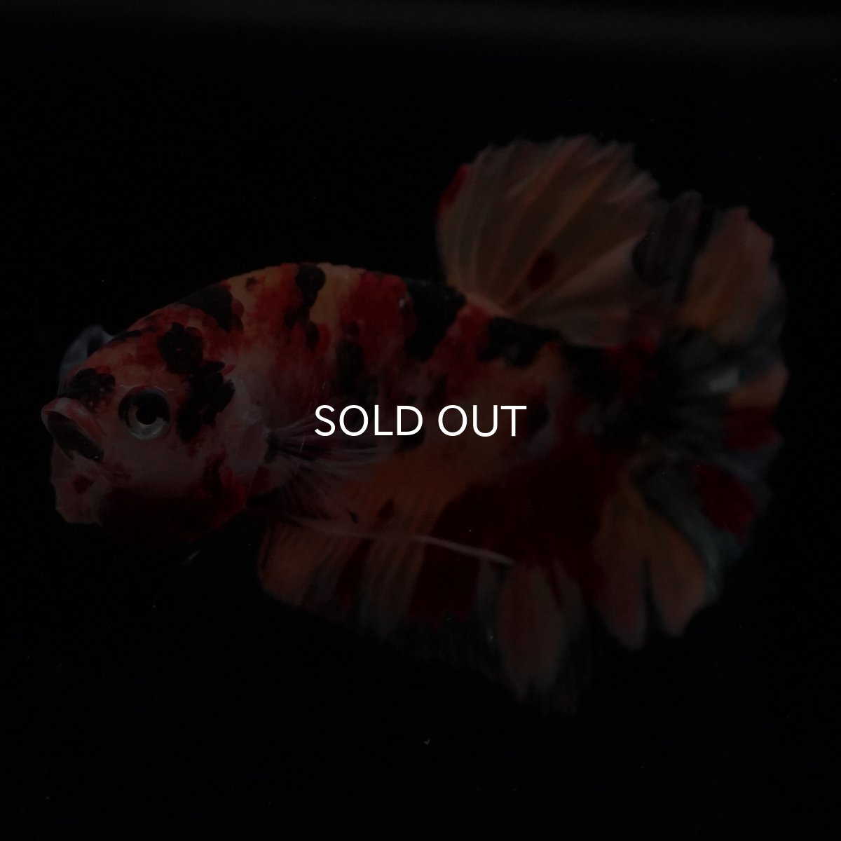 画像2: HMPK　キャンディ (2)