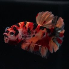 画像2: HMPK　キャンディ (2)