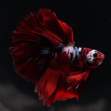 画像7: HM　キャンディ (7)