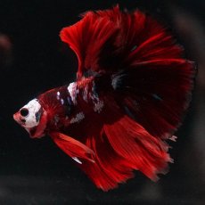 画像6: HM　キャンディ (6)