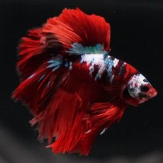 画像5: HM　キャンディ (5)