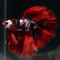 画像1: HM　キャンディ (1)