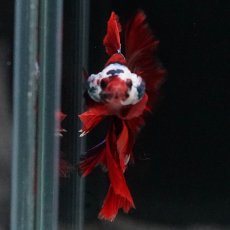 画像3: HM　キャンディ (3)