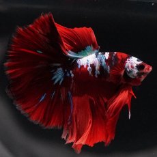 画像2: HM　キャンディ (2)