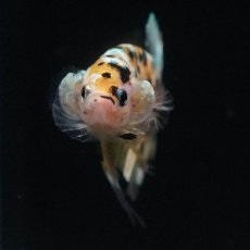 画像6: HMPK　イエローカッパー (6)