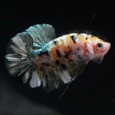 画像5: HMPK　イエローカッパー (5)