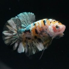 画像2: HMPK　イエローカッパー (2)