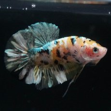 画像7: HMPK　イエローカッパー (7)