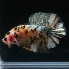 画像4: HMPK　イエローカッパー (4)