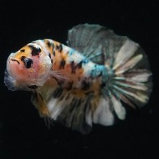 画像3: HMPK　イエローカッパー (3)