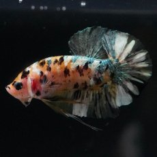 画像1: HMPK　イエローカッパー (1)