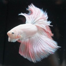 画像5: HM　ホワイトファンシー (5)