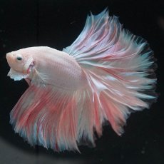 画像8: HM　ホワイトファンシー (8)