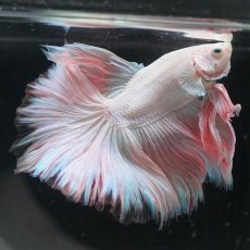 画像6: HM　ホワイトファンシー (6)