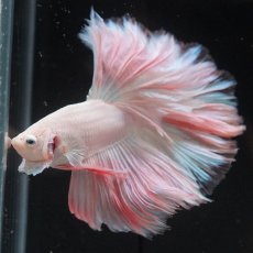 画像2: HM　ホワイトファンシー (2)