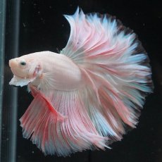 画像7: HM　ホワイトファンシー (7)