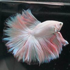 画像1: HM　ホワイトファンシー (1)