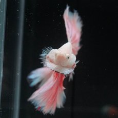 画像3: HM　ホワイトファンシー (3)