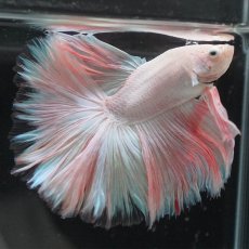 画像4: HM　ホワイトファンシー (4)