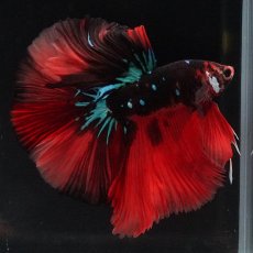 画像1: HM　ブラックキャンディ (1)