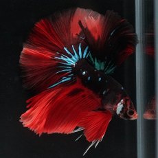 画像4: HM　ブラックキャンディ (4)