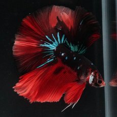 画像3: HM　ブラックキャンディ (3)