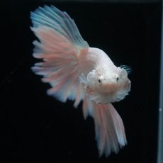 画像12: HM　ホワイトファンシー (12)