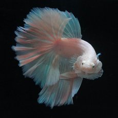 画像3: HM　ホワイトファンシー (3)