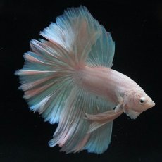 画像5: HM　ホワイトファンシー (5)